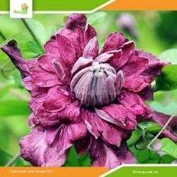 Клематіс Purpurea plena elegans (Пурпуреа Плена Елеганс)