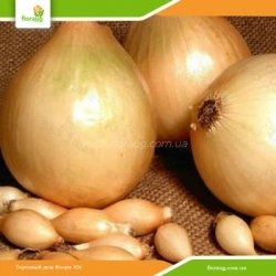 Цибуля сіянка Голіат (Голландія) 500г