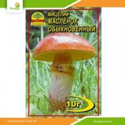 Міцелій Масльонок звичайний 10г
