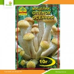 Мицелий Опенок Осенний 10г
