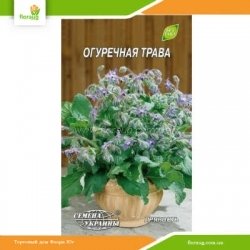 Огуречная трава 1г (Семена Украины)