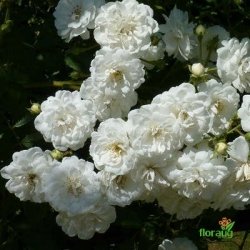 Роза Гирлянд де Амур (Guirlande d'Amour) плетистая