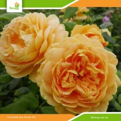 Роза Голден Селебрейшн (Golden Celebration) английская