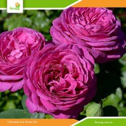 Роза Хайди Клум (Heidi Klum Rose) флорибунда