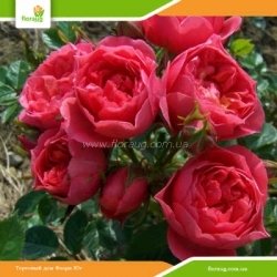 Роза Хеппи Таймс (Happy Times) миниатюрная