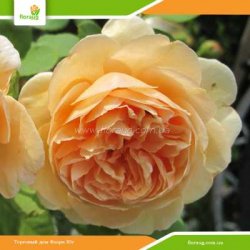 Роза Краун Принцесс Маргарет (Crown Princess Margareta) английская