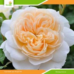 Роза Крокус Роуз (Crocus Rose) английская