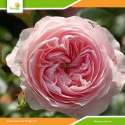 Роза Лариса (Larissa) флорибунда