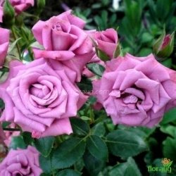 Роза Лавендер Джувел (Lavender Jewel)