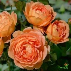 Роза Леди оф Шалот (Lady of Shalott) английская