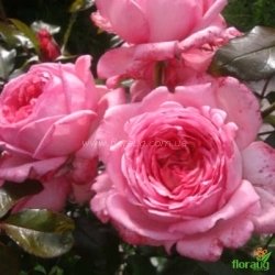 Роза Ля роз де Молинар (La Rose de Molinard) плетистая
