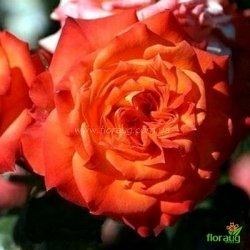 Роза Мандарин Симфони (Mandarine Symphonie) миниатюрная