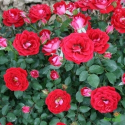 Роза Мейди (Maidy) миниатюрная