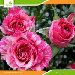 Роза Пинк Флеш (Pink Flash) спрей