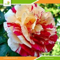 Троянда Ваніл Фрейз (Vanille Fraise) плетиста