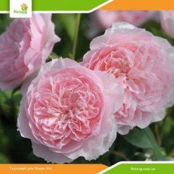 Троянда Візлі 2008 (Wisley 2008) англійська