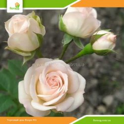 Роза Яна (Jana) спрей