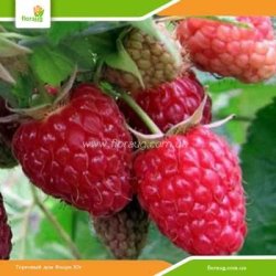 Саджанці малини Карамелька (ремонтантна) 50 шт