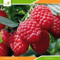 Саджанці малини Каскад Делайт (літня)