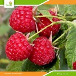 Саджанці малини Зюгана (ремонтантна) 50 шт