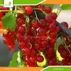 Саженцы красной смородины Троицкая (среднеспелая)
