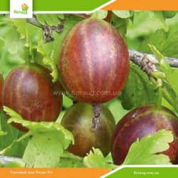 Саженцы крыжовника (агруса) Бесшипный