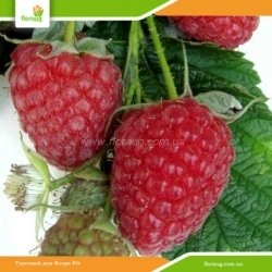 Саженцы малины Брусвяна (ремонтантная)