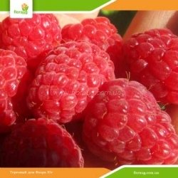 Саджанці малини Версаль (ремонтантна)