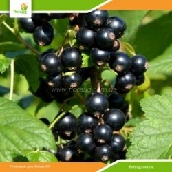 Саженцы смородины Краса Львова (среднепоздняя)