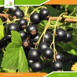 Саджанці смородини Софіївська (середньостигла)