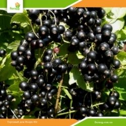 Саженцы смородины Титания (среднепоздняя)