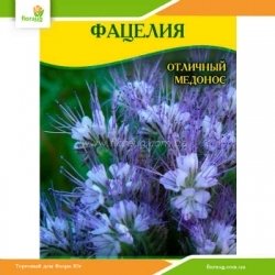 Семена Фацелии 100г