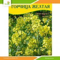 Семена горчицы Желтая 100г