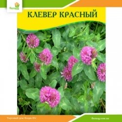 Семена клевера Красный 100г