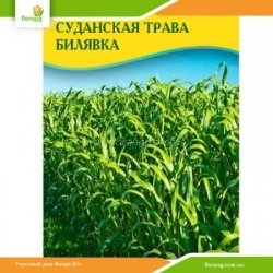 Семена суданской травы Билявка (сорго суданское) 100г