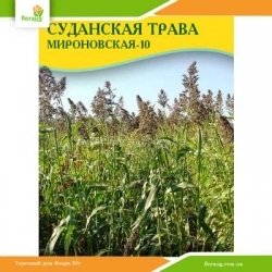 Семена суданской травы Мироновская-10 100г