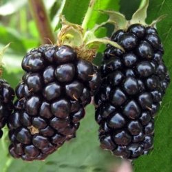 Саджанці ожини Натчез (Natchez)
