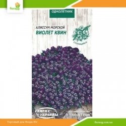 Алиссум морской Виолет Квин (фиолетовый) 0,1г (Семена Украины)