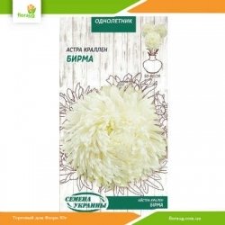 Астра краллен Бирма 0,25г (Семена Украины)