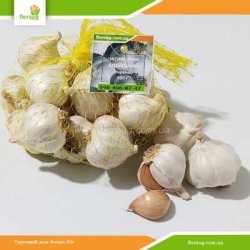 Чеснок посевной Алейский яровой (Украина) 500г