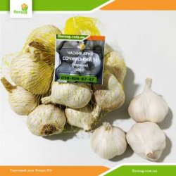 Чеснок посевной Сочинский 56 яровой (Украина) 500г