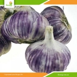 Часник посадковий Харківський фіолетовий озимий (Україна) 500 г