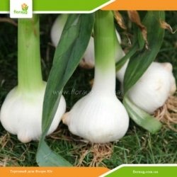 Чеснок посадочный Рокамболь (Украина) 500 г