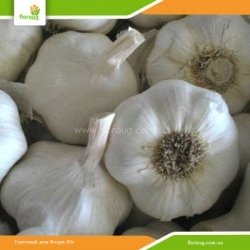 Чеснок посевной Сочинский 56 яровой (Украина) 500г