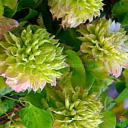 Клематис Midori (Мидори)