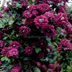 Клематіс Purpurea plena elegans (Пурпуреа Плена Елеганс)
