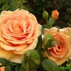 Роза Миракл (Miracle)