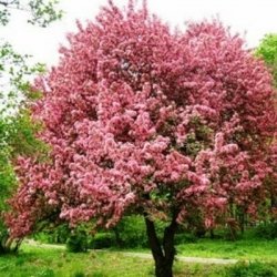 Сакура Канзан (Kanzan)