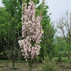 Сакура колоновидная Аманогава  (Amanogawa)