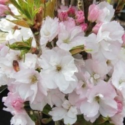 Сакура колоновидная Аманогава  (Amanogawa)